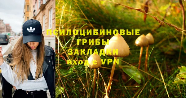 прущие грибы Новозыбков